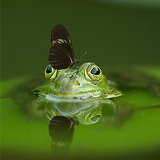 Avatar of Tolga Tolga