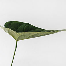 David Rose